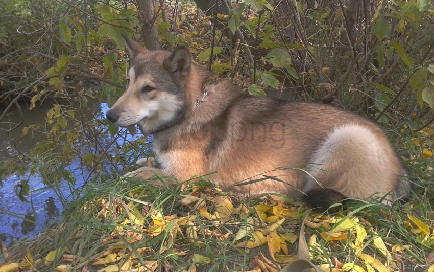 Alaskan Dog Grass Leaves Malamute Wallpaper PNG Image With Clear Background Isolated