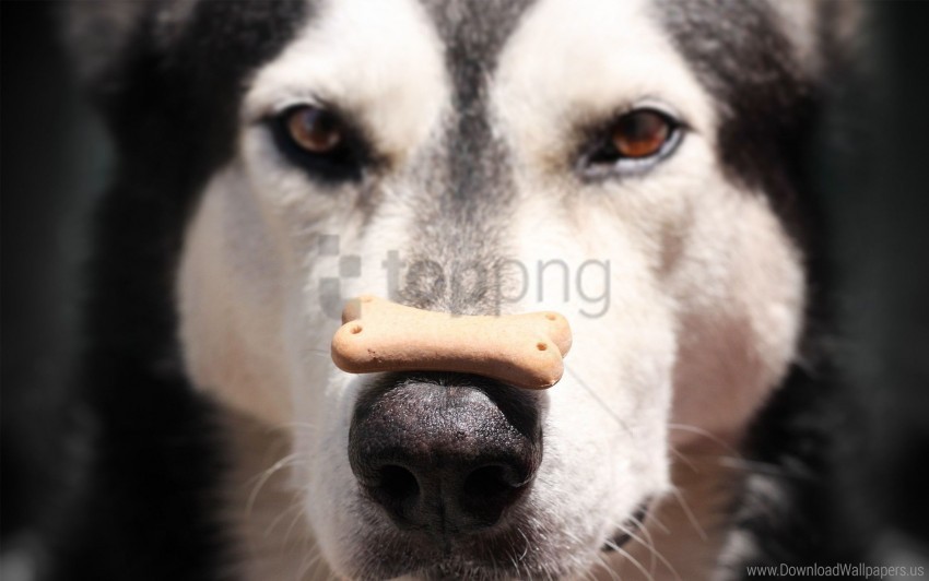 alaskan malamute dog face food nose spotted wallpaper PNG images with transparent elements
