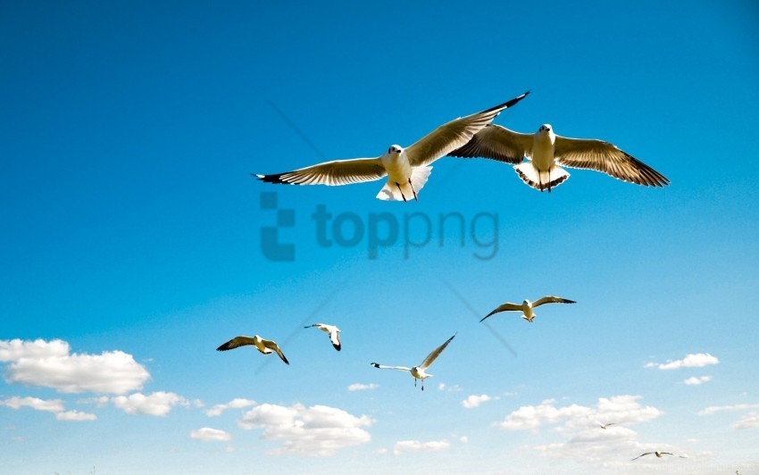 albatross birds flying scale sea gulls sky wings wallpaper HighResolution PNG Isolated Artwork