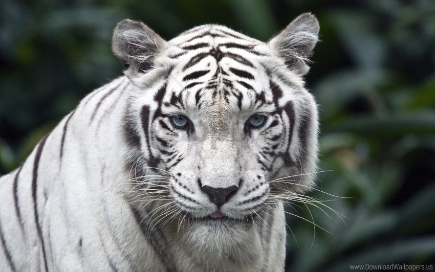 albino big cat eyes predator stripes tiger wallpaper PNG graphics for free