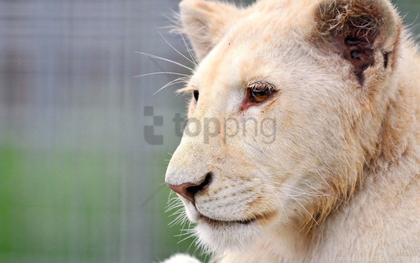 albino big cat face lion predator wallpaper Free PNG images with transparent layers