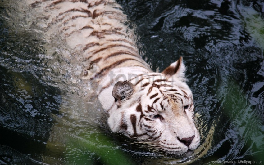 albino big cat predator swim tiger water wallpaper PNG images with transparent space