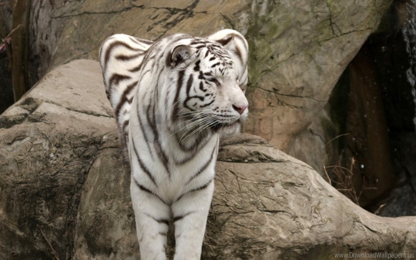 albino big cat sit tiger wallpaper PNG with no bg