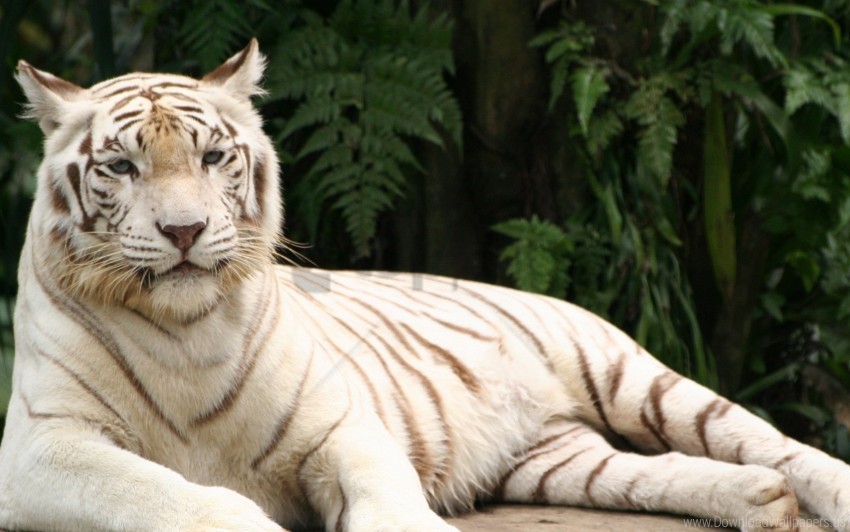 albino down predator striped tiger wallpaper Isolated Design Element in Clear Transparent PNG