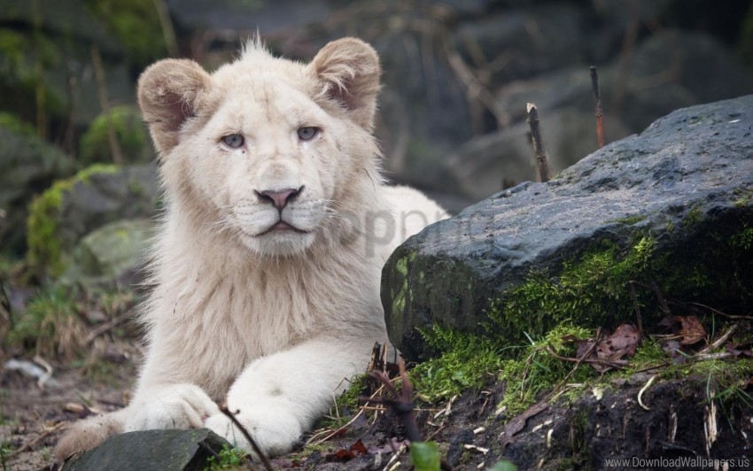 Albino Eyes Lion White Wallpaper PNG Graphics With Alpha Transparency Bundle