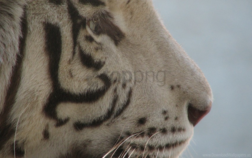 albino face predator striped tiger wallpaper PNG images for printing