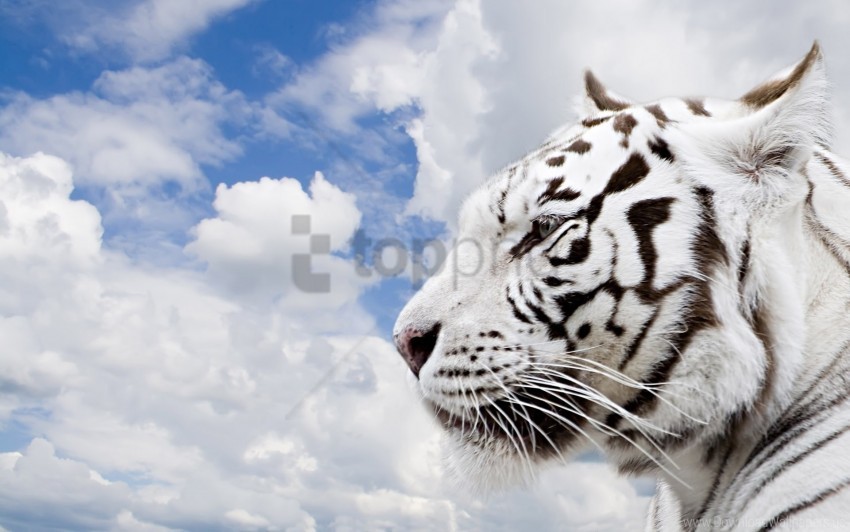 albino face pro tiger wallpaper Transparent Background Isolation of PNG
