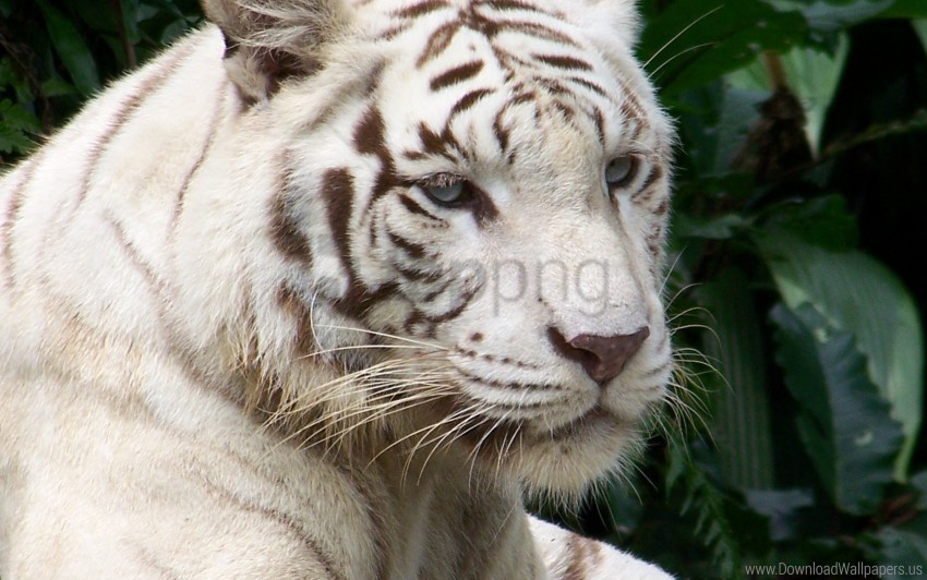albino face striped tiger wallpaper PNG Graphic Isolated on Clear Background Detail