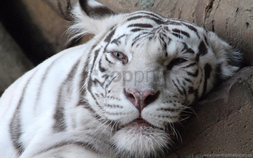 albino face tiger weary wallpaper PNG Graphic with Isolated Design