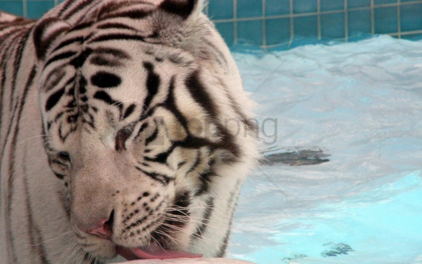 albino lick tiger water wallpaper PNG file with no watermark