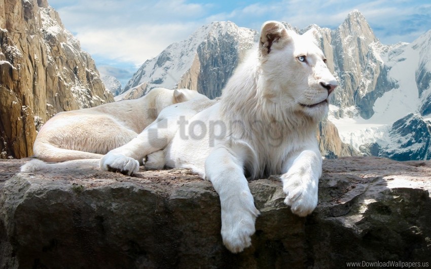 albino lie lion mountain rock wallpaper Transparent Background Isolated PNG Design