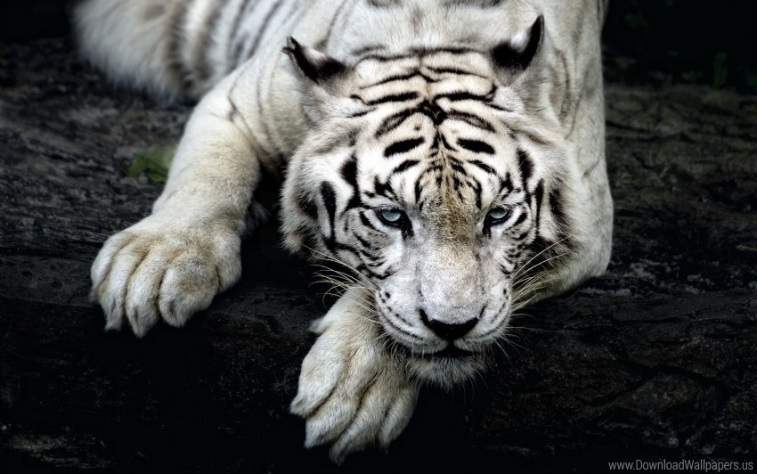 albino lie muzzle tiger wallpaper Transparent graphics