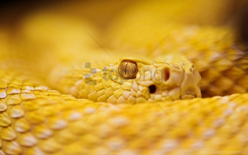 Albino Rattlesnake Wallpaper PNG With Isolated Object