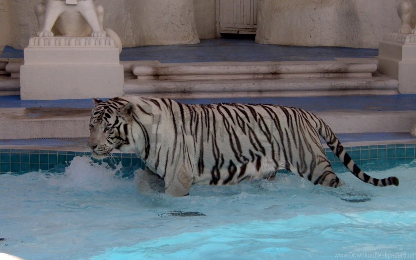 albino swim tiger water wallpaper HighQuality Transparent PNG Object Isolation