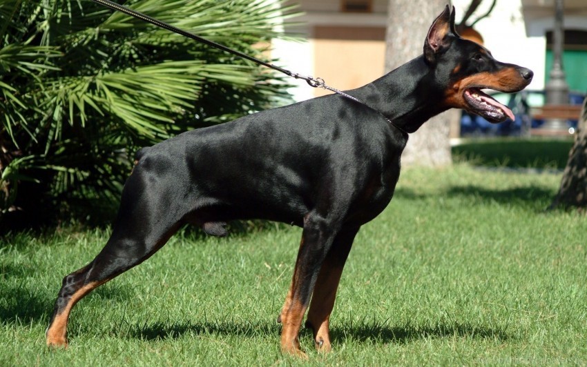 alertness doberman dog grass hunting wallpaper PNG Image with Isolated Graphic Element