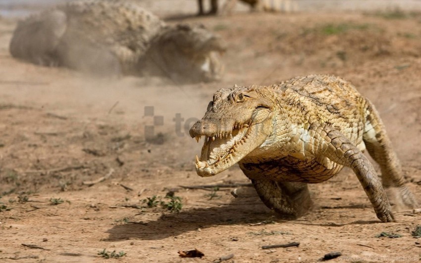 Alligator Dust Reptile Run Wallpaper Isolated Item On Clear Transparent PNG