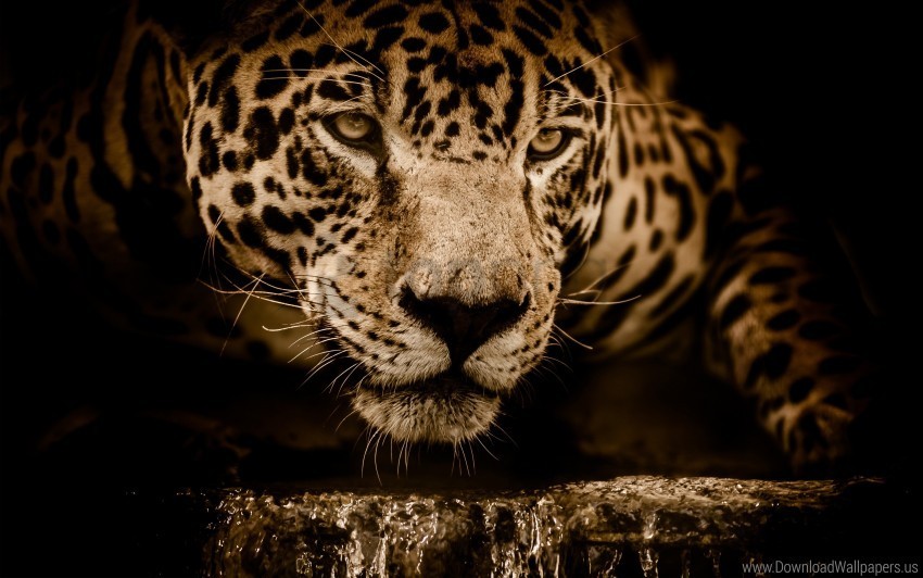 amazing jaguar wallpaper PNG graphics with transparency