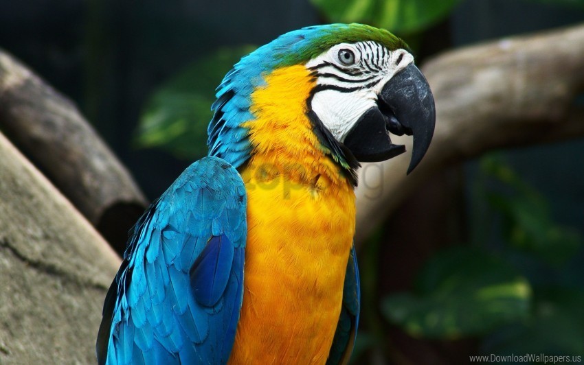 amazing parrot wallpaper Transparent PNG Isolated Graphic with Clarity