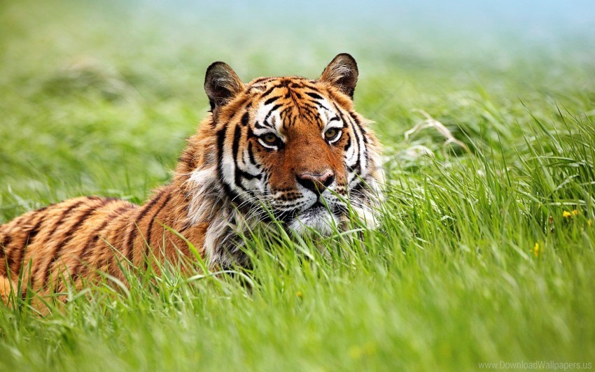 amazing siberian tiger wallpaper Transparent PNG Artwork with Isolated Subject