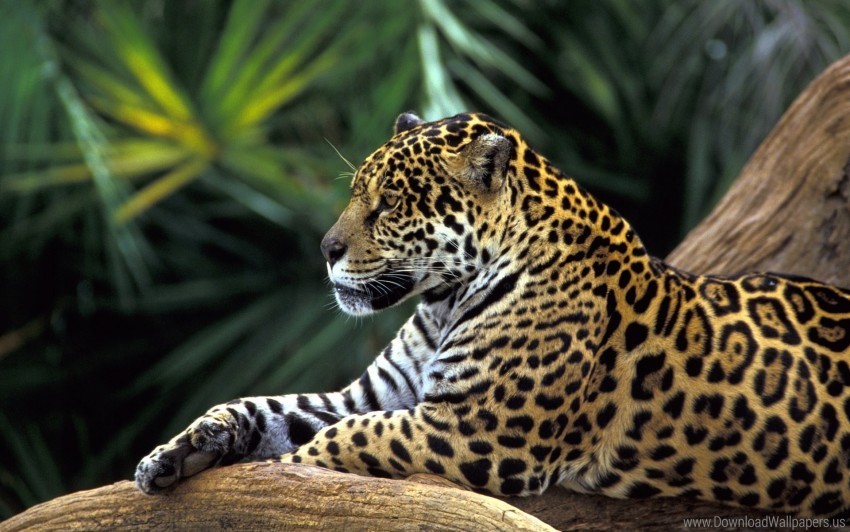 amazon jaguar rainforest wallpaper Transparent art PNG