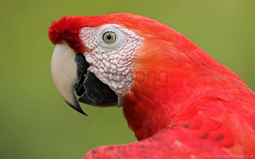amazon macaw portrait scarlet wallpaper HighResolution Transparent PNG Isolated Item
