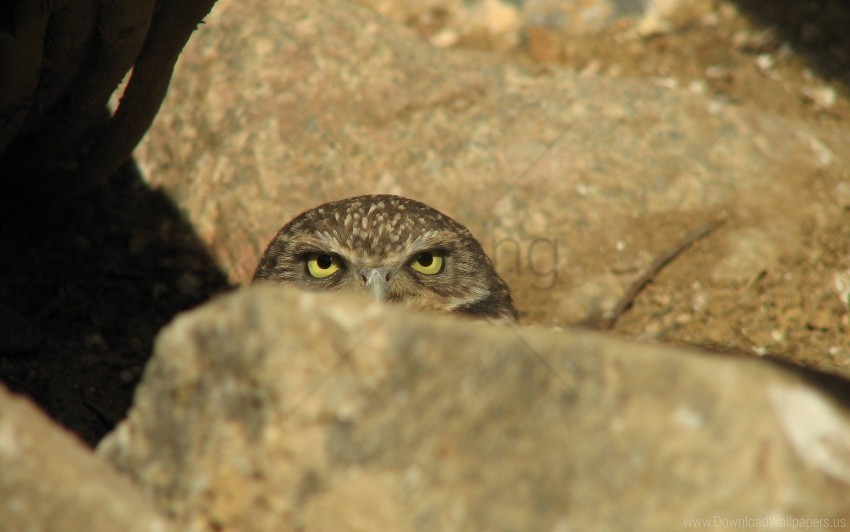 ambush owl stone wallpaper PNG files with clear background