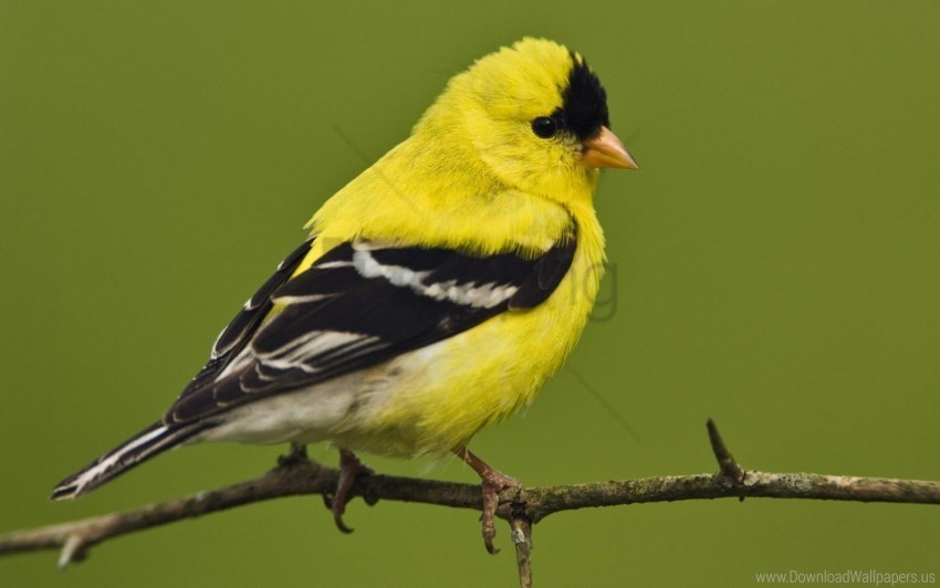 american goldfinch bird branch bright color sit wallpaper Isolated Character in Clear Transparent PNG