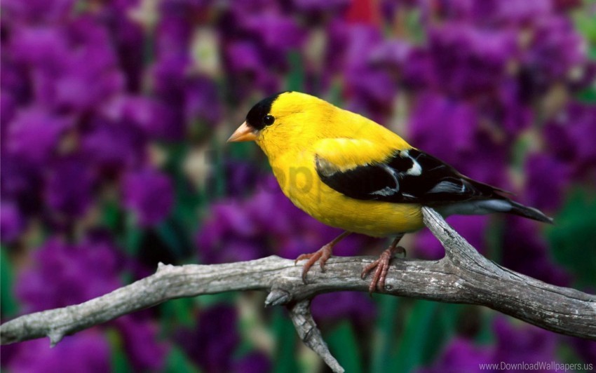 american goldfinch bird branch color flowers leaves wallpaper PNG Isolated Subject on Transparent Background