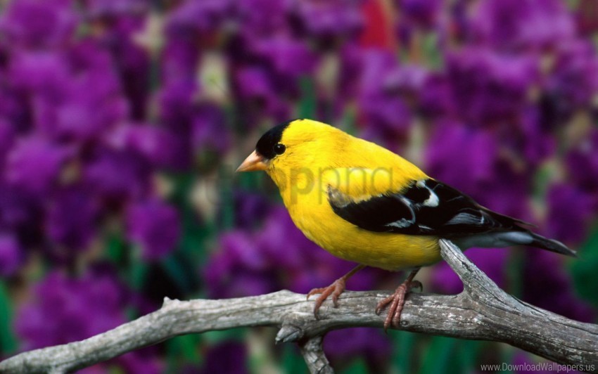 american goldfinch male wallpaper Isolated Design in Transparent Background PNG