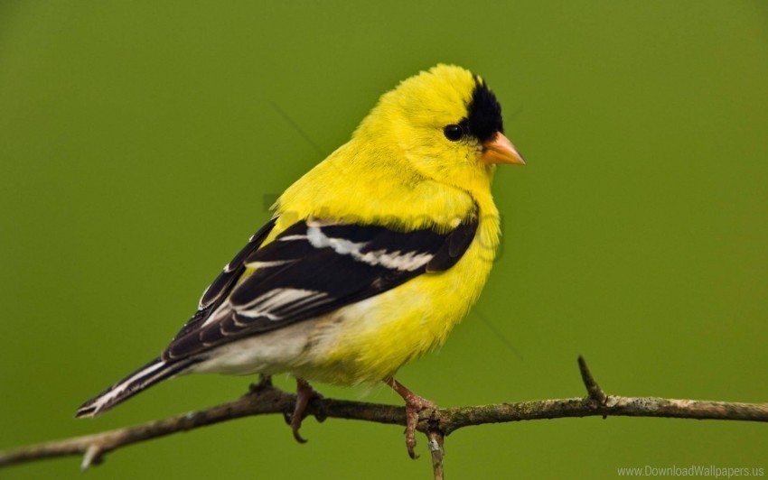 american goldfinch wallpaper Isolated Character on Transparent Background PNG