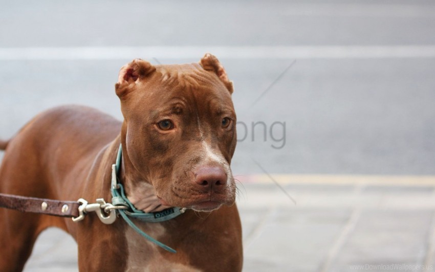 american pitbull collar dog leash muzzle wallpaper PNG transparent icons for web design