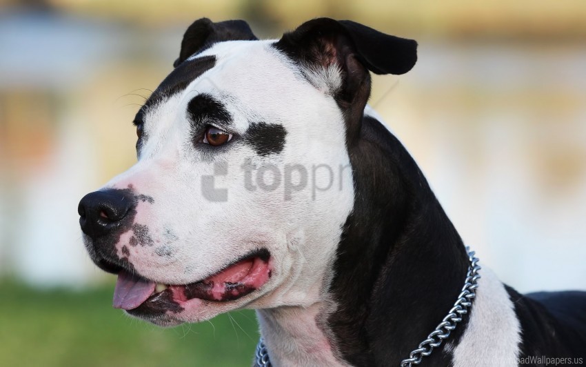 Amstaff Collar Dog Face Spotted Wallpaper Transparent Image