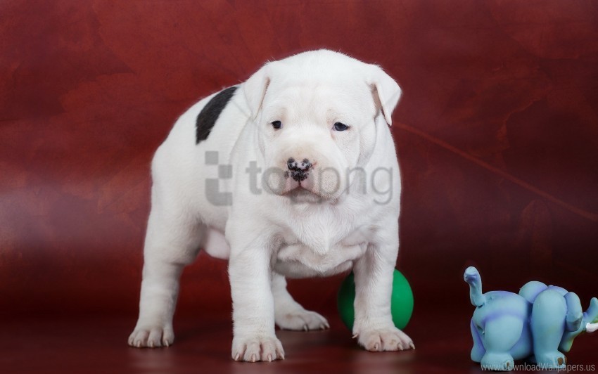 Amstaff Dog Puppy Spotted Wallpaper Transparent PNG Isolated Graphic Detail