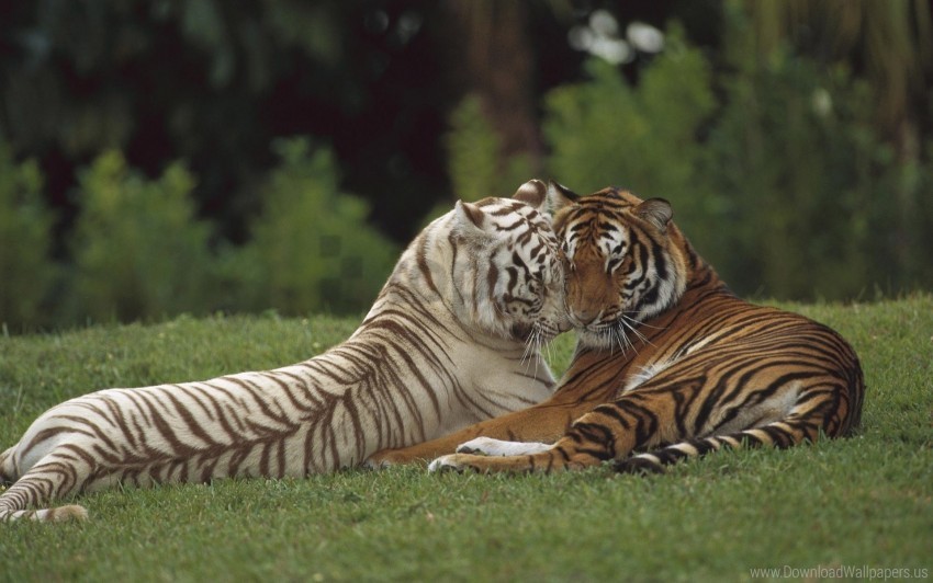amur caring couple tiger white wallpaper High-resolution PNG