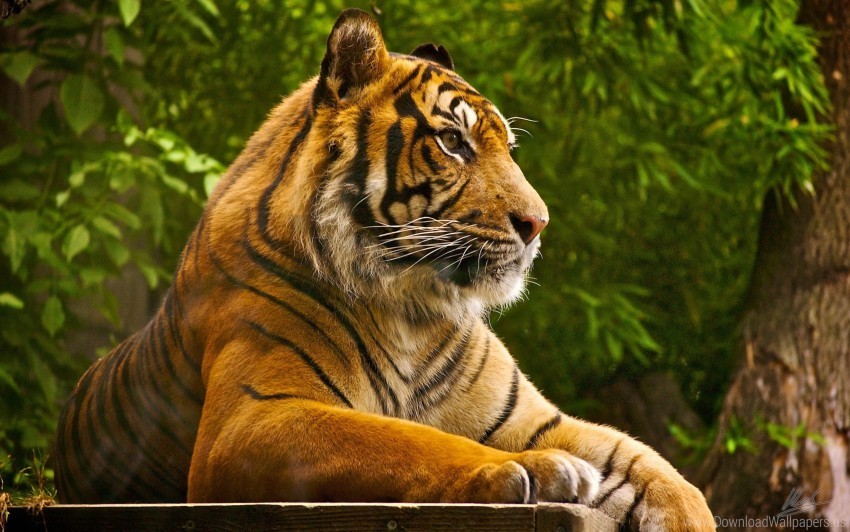 amur tiger big cat lying striped wallpaper Transparent PNG graphics bulk assortment