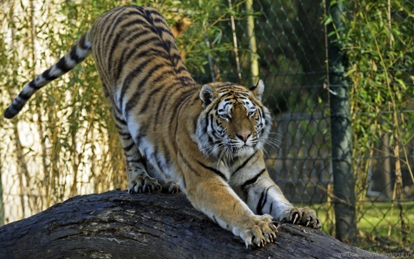 amur tiger big cat predator tiger wallpaper PNG Image Isolated with Clear Background