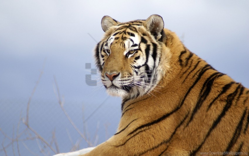 amur tiger lying predator striped wallpaper PNG transparent photos for design