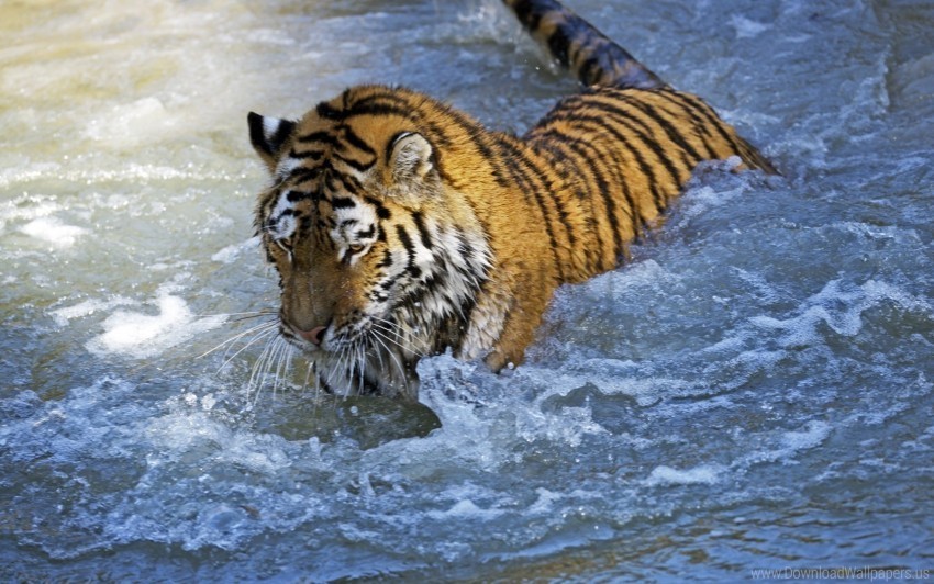 amur tiger predator tiger wallpaper PNG with alpha channel for download