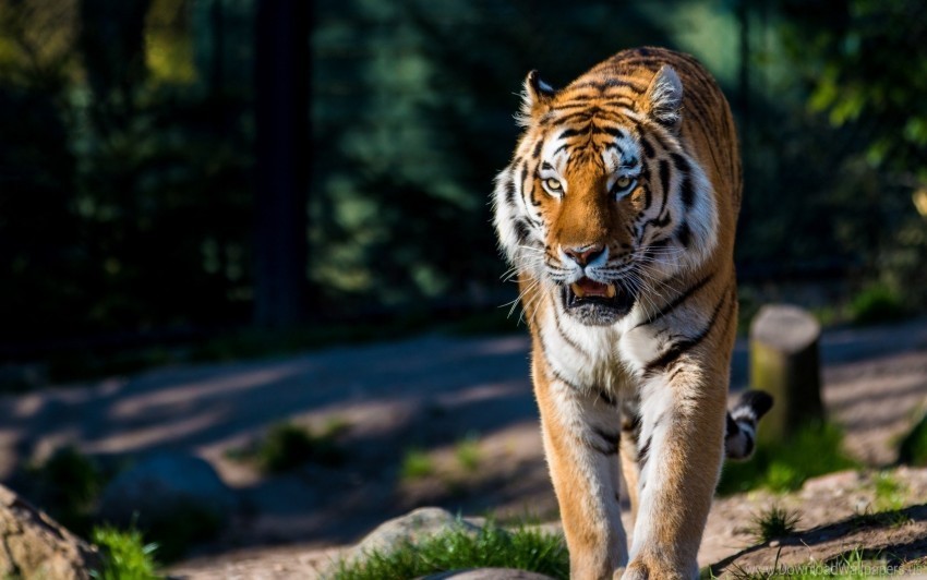 amur tiger predator walking wild cat wallpaper Clear background PNG elements