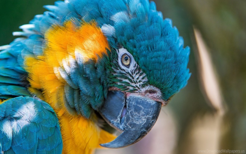 and blue macaw yellow wallpaper PNG Image with Clear Background Isolated