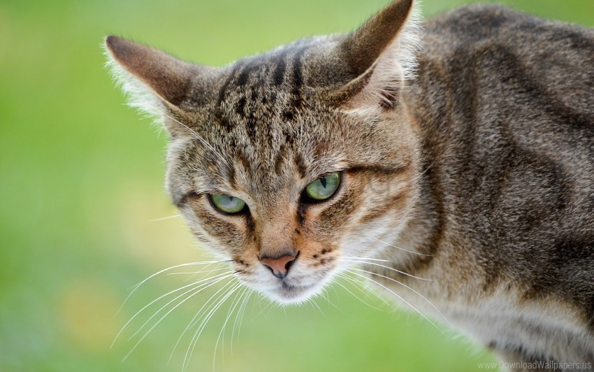 anger background cat face wallpaper HighResolution Transparent PNG Isolation