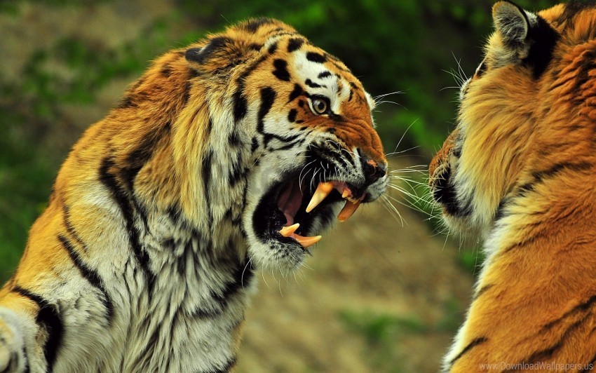 anger battle couple fight teeth tigers wallpaper HighQuality Transparent PNG Isolation