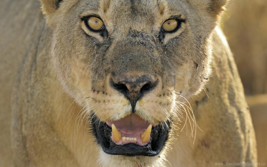 anger big cat face lion predator teeth wallpaper Isolated Object with Transparent Background in PNG