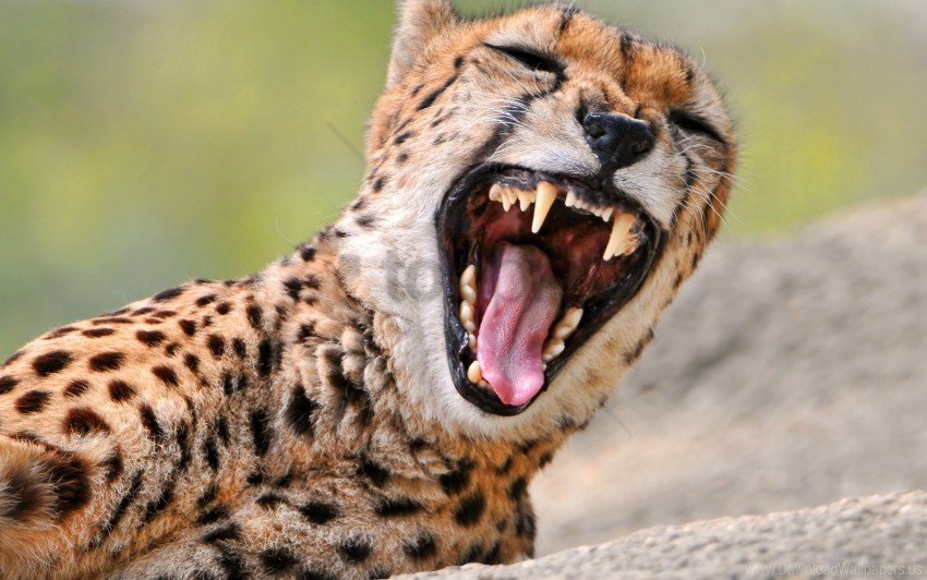 anger cheetah predator teeth wallpaper Clean Background Isolated PNG Image