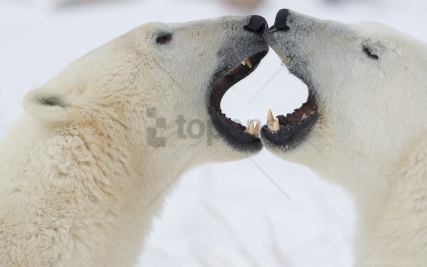 anger couple playful polar bears wallpaper PNG transparent elements compilation
