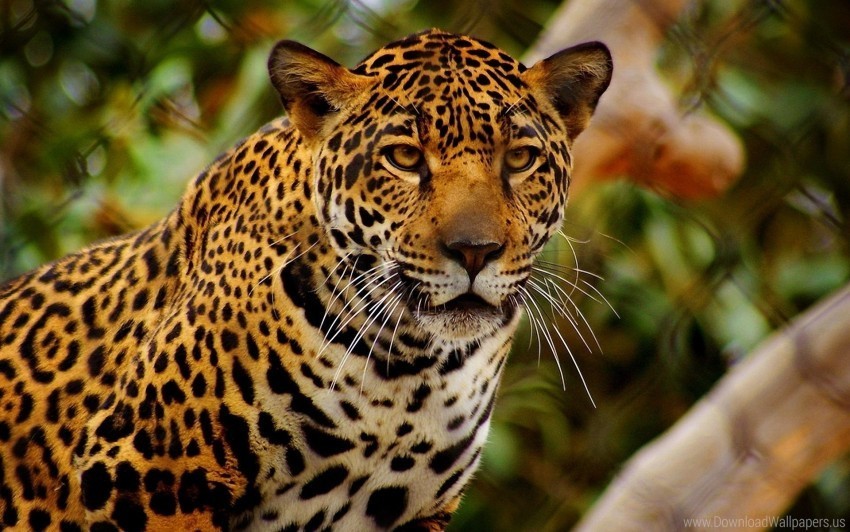 anger eyes jaguar predator wallpaper PNG file without watermark