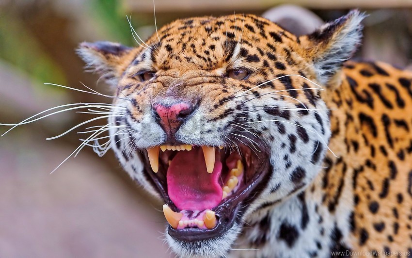 anger face jaguar teeth wallpaper PNG for use