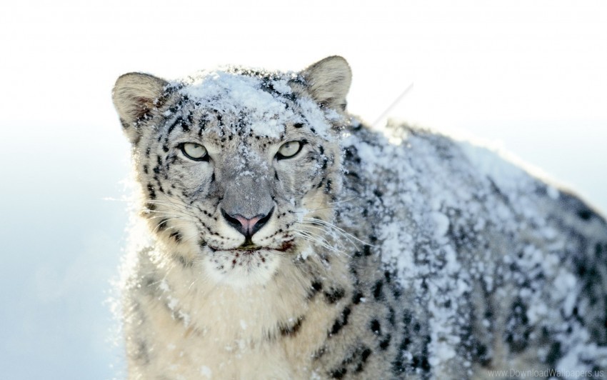 anger face look powdered snow snow leopard wallpaper PNG without watermark free