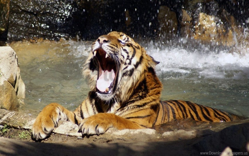 anger face predator teeth tiger water wallpaper ClearCut Background Isolated PNG Art
