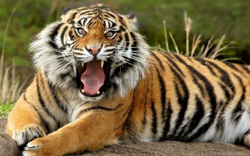anger face teeth tiger wallpaper Clean Background PNG Isolated Art